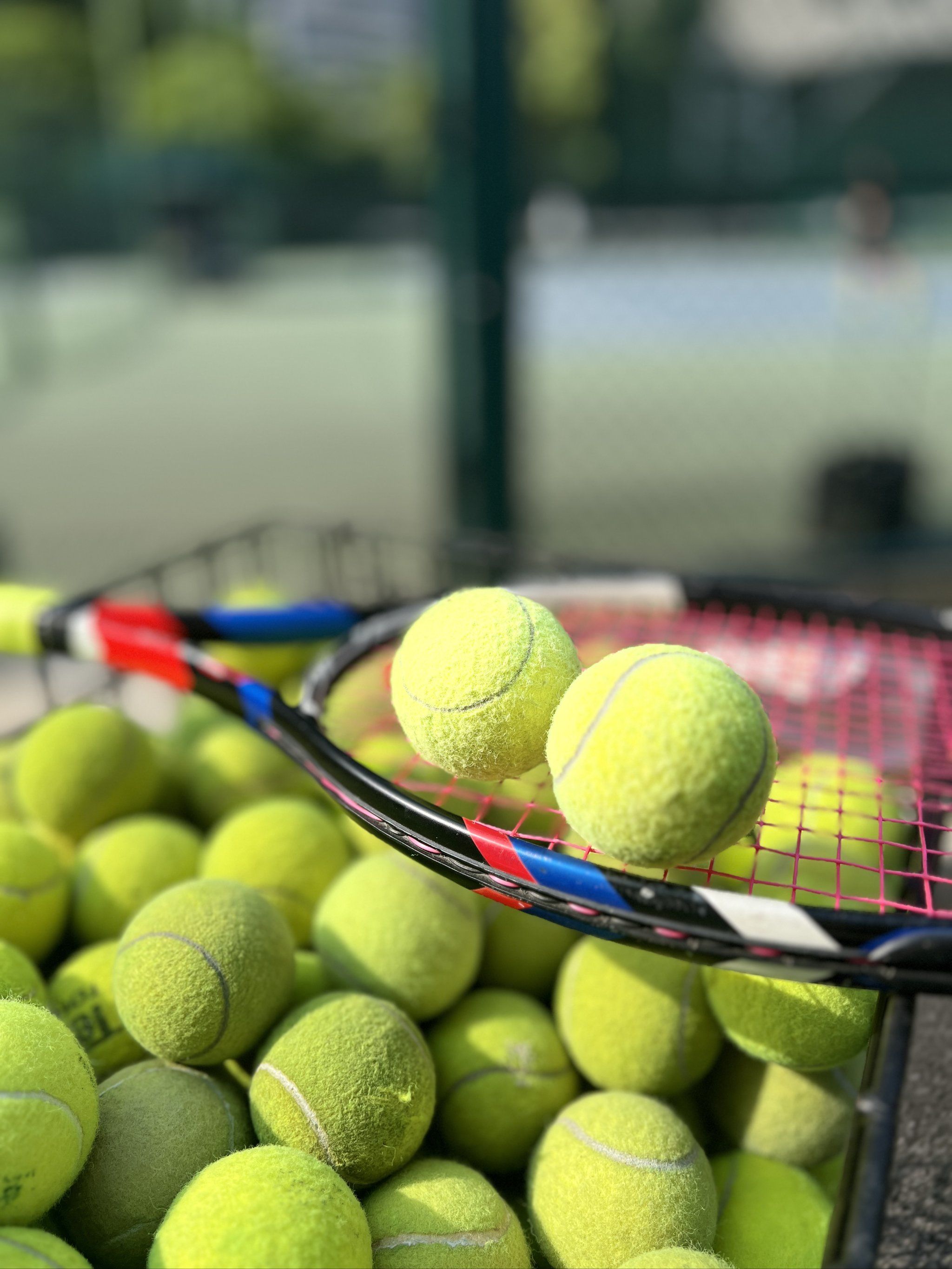 龄的成熟 龄的成熟